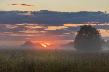 A tree stands in a field with a cloudy sky in the background