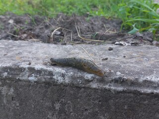 A large slug crawls on the concrete in the garden