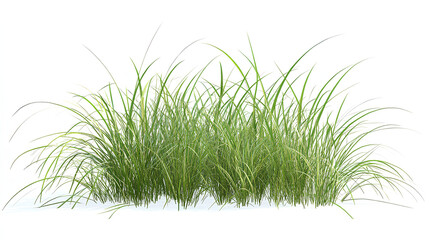 Wall Mural - Vetiveria zizanioides (Vetiver Grass) Jungle Botanical Grass Hyperrealistic Highly Detailed Isolated On White Background