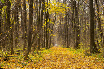 Autumn Park maples, oaks. Beautiful atmospheric autumn landscape with fallen leaves. A sunny warm day in October. Natural background for the design. The concept of outdoor walks, weekend rest. Relax