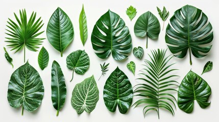 Aufkleber - Various green leaves of different shapes and sizes are arranged neatly on a light background, highlighting their natural beauty and diversity