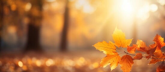 Yellow autumn leaves on tree branch with sunlight rays. Fall season and golden hour concept. Image for seasonal wallpaper, banner with copy space. 