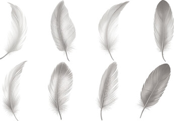 Wall Mural - set of flying light gray feather isolated on white background