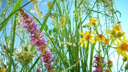 Wall Mural - Camera movement , slow motion footage of meadow flowers in bloom moving in the wind with blue sky