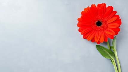 Wall Mural - A red flower is on a grey background. The flower is the main focus of the image. The grey background gives the image a calm and serene mood