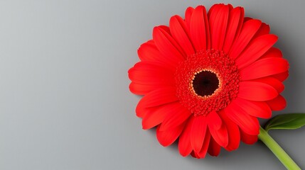 Wall Mural - A red flower with a green stem is on a grey background. The flower is the main focus of the image, and it is the most important element. The grey background creates a sense of calmness and serenity