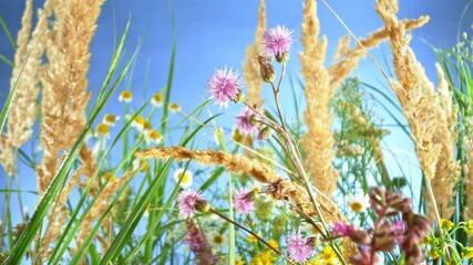 Wall Mural - Camera movement , slow motion footage of meadow flowers in bloom moving in the wind with blue sky