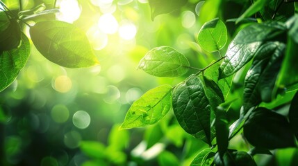 Poster - Sunlight shines through green leaves on a branch, casting a warm glow on the foliage. The image captures the beauty of nature and the vibrancy of life.