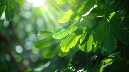 Poster - Sunlight streams through a canopy of large, green leaves, casting a dappled light on the forest floor. The leaves are illuminated from behind, showcasing their intricate veins and textures. The backgr