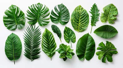 Poster - Various tropical leaves are neatly arranged on a clean background, highlighting their diverse shapes and rich green colors