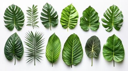 Aufkleber - Various types of green leaves are displayed artfully, showcasing their unique shapes and textures against a clean white backdrop