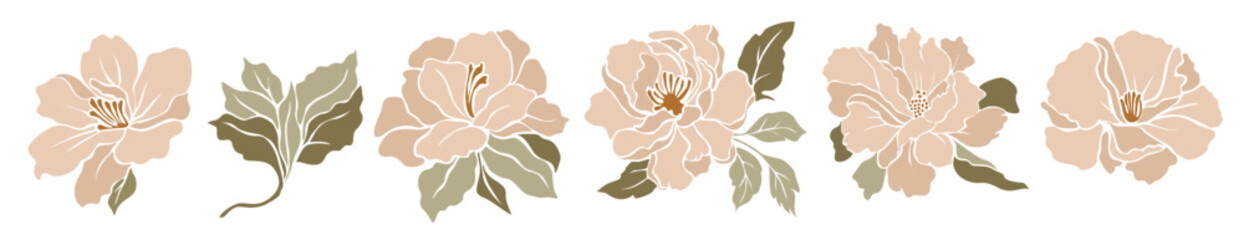 Wall Mural - Set of decorative fresh blossoming pastel creamy peony flowers with leaves. Hand drawn colorful flower icon. Vector cut out illustration clipart isolated on transparent background.