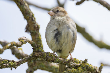 Poster - A female House Sparrow sitting on a twig