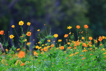 cosmos flower field in forest park, selective focus, yellow flowers blooming in garden