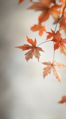 Wall Mural - Autumn maple leaves background, fall backdrop