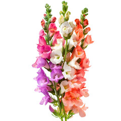 Snapdragons (Various Colors): Vertical and elegant, bouquet flower, photograph.