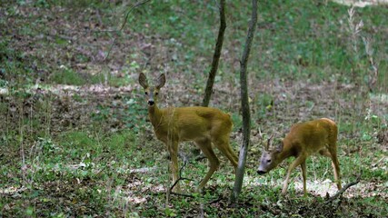 Wall Mural - 4k with deer in the forest in the natural environment.