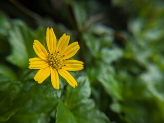 yellow flower in the garden