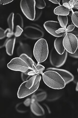 Canvas Print - Black and White Leaves