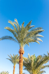 Wall Mural - Palm tree with green leaves on blue background