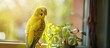 © vxnaghiyev - A lovely yellow budgie preening itself. with copy space image. Place for adding text or design