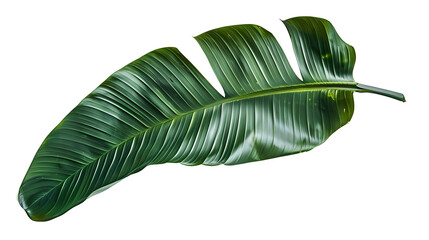A single large green leaf on a plain white background