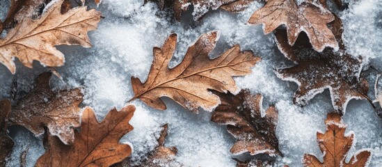 Aufkleber - Close up abstract texture of dried oak leaves lying on a background of white snow. with copy space image. Place for adding text or design