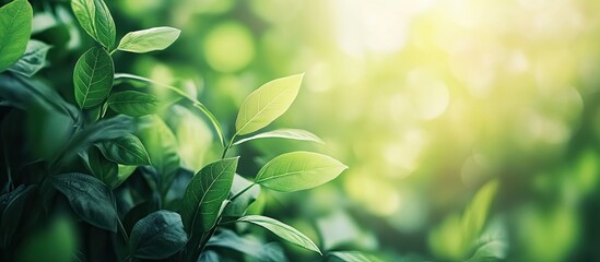Poster - Abstract blur of green leaves in sunlight natural green plants used as a background or wallpaper. with copy space image. Place for adding text or design