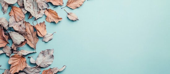 Poster - Autumn leaves in a dried state on a pastel background Flat lay top view copy space