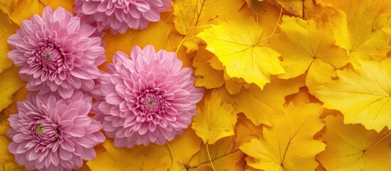 Aufkleber - Chrysanthemum flowers in autumn set against yellow leaves Pink floral background for fall. with copy space image. Place for adding text or design