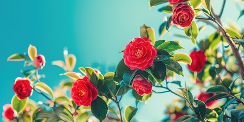 Sticker - Camellia bush with red flowers and green leaves in springtime against a blue sky