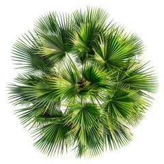 Poster - Vibrant tropical palm leaves cluster