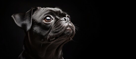 Poster - Charming black pug set against a black background Studio pet portrait. with copy space image. Place for adding text or design