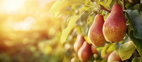 Wall Mural - ripe pears hanging on the branches of a tree in the garden harvesting copyspace available banner