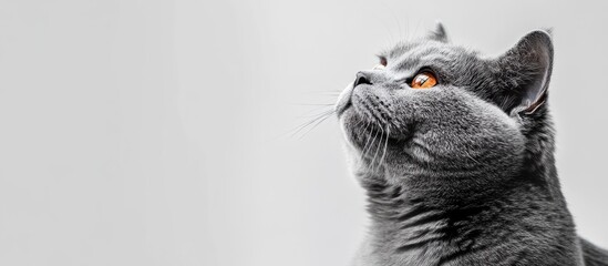 Poster - A gray cat on a neutral background with copy space World Cat Day
