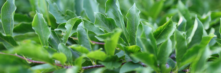 Wall Mural - A lush green plant with leaves that are green and shiny. The leaves are arranged in a way that they are overlapping each other