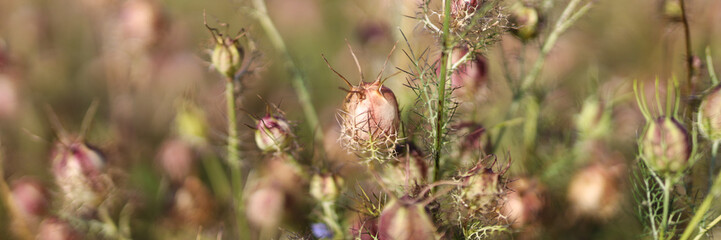 Canvas Print - A field of flowers with brown buds. The flowers are in full bloom and are scattered throughout the field