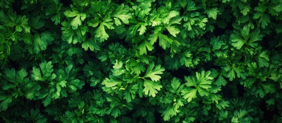 Aufkleber - Top view of a fresh coriander herb plant Cultivating your own herbs at home. with copy space image. Place for adding text or design