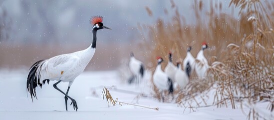 Poster - Winter bird watching red crowned crane. with copy space image. Place for adding text or design