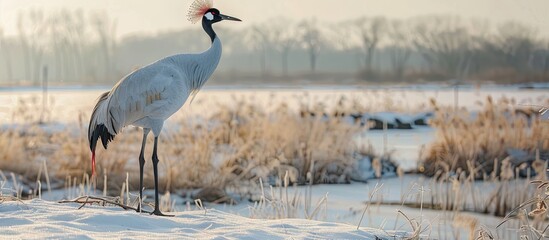 Winter bird watching red crowned crane. with copy space image. Place for adding text or design