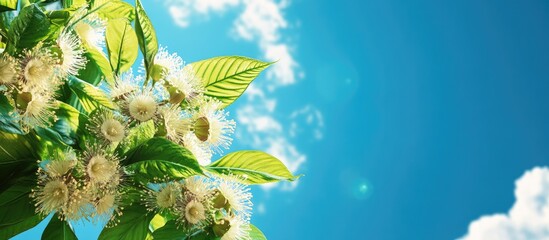 Aufkleber - Lovely blooming chestnuts set against the blue sky. with copy space image. Place for adding text or design