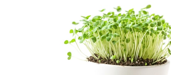Aufkleber - Close up of micro green pea sprouts in a pot with soil on a white background Represents healthy food and lifestyle. with copy space image. Place for adding text or design