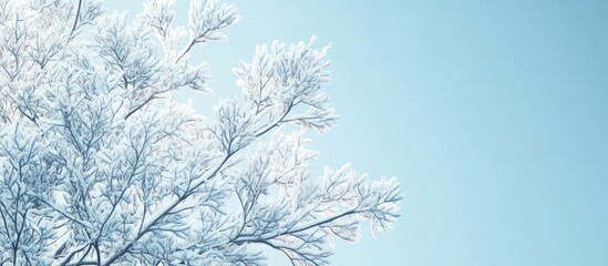 Poster - Snow covered tree branches against a light blue sky in winter. with copy space image. Place for adding text or design