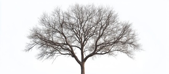 Fototapete - Tree with no leaves and branches set against a white isolated background featuring copy space