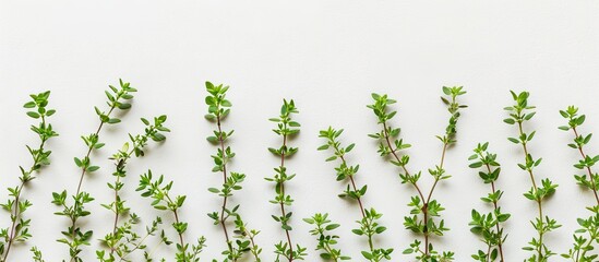 Wall Mural - Fresh thyme spice isolated against a white background with copyspace for your text Top view Flat lay arrangement