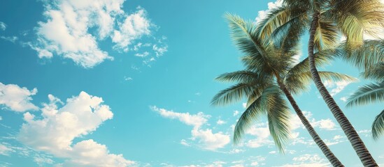 Aufkleber - Palm trees set against a blue sky with clouds A tropical summer travel frame background featuring copyspace