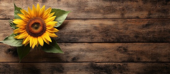 Fototapete - Yellow sunflower against a brown wooden backdrop Autumn image showcasing the harvest. with copy space image. Place for adding text or design