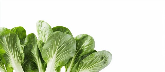 Poster - Pok Choi against a white background. with copy space image. Place for adding text or design