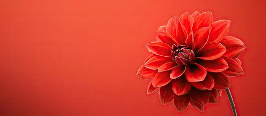Poster - A red flower Open space for text. with copy space image. Place for adding text or design