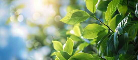 Aufkleber - Ficus benjamina branches and leaves soft with selective focus against a blurred background of clouds and blue sky. with copy space image. Place for adding text or design